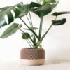 Large Beige Wooden Indoor Planter